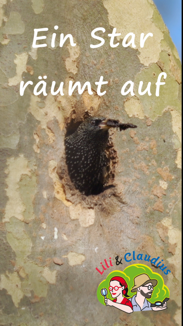 Die Lili wollte eigentlich nur ein kleines Sonnenbad nehmen und konnte dabei dann den Staren beim Frühjahrsputz zuschauen. Ganz schön fleißig die Starenfamilie!

#herrenhaeusergaerten #vogelspotten #vögelbeobachten #sonnenbaden #mitkindernunterwegs