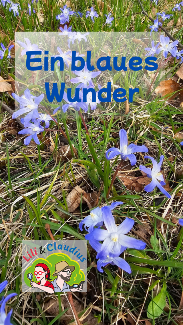 Ein blaues Wunder im #georgengarten in den @herrenhaeuser_gaerten . Der #schneestolz blüht wahrscheinlich noch die nächsten 1 - 2 Wochen. Herrlich!

#fruehlingserwachen #fruehlingsgefuehle #fruehlingsblumen #scilla #gartenlust