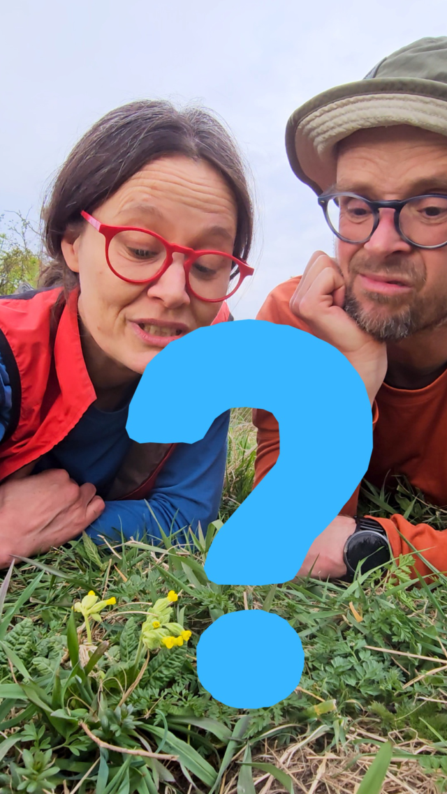Lili & Claudius waren auf Tour und sind dabei auf die ersten Blüten der Schlüsselblume / primula veris gestossen. Na, das muss natürlich besprochen werden 🤣

#bluetenzauber #leinemaschhannover #naturerleben #wiesenblumen #mitkindernunterwegs